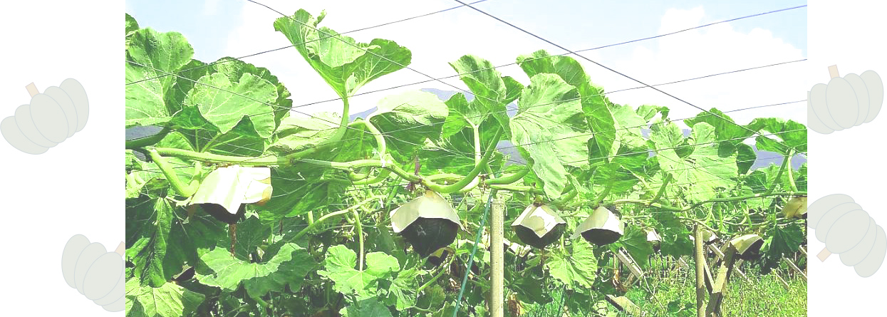 甲州天空かぼちゃ