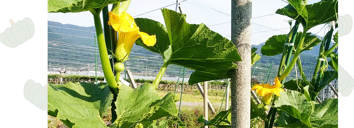 甲州天空かぼちゃ