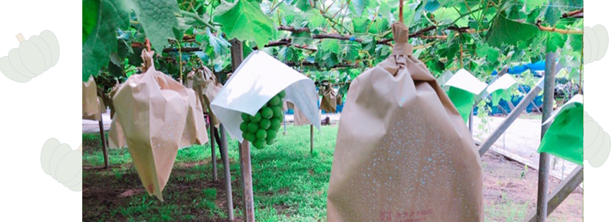 シャインマスカット