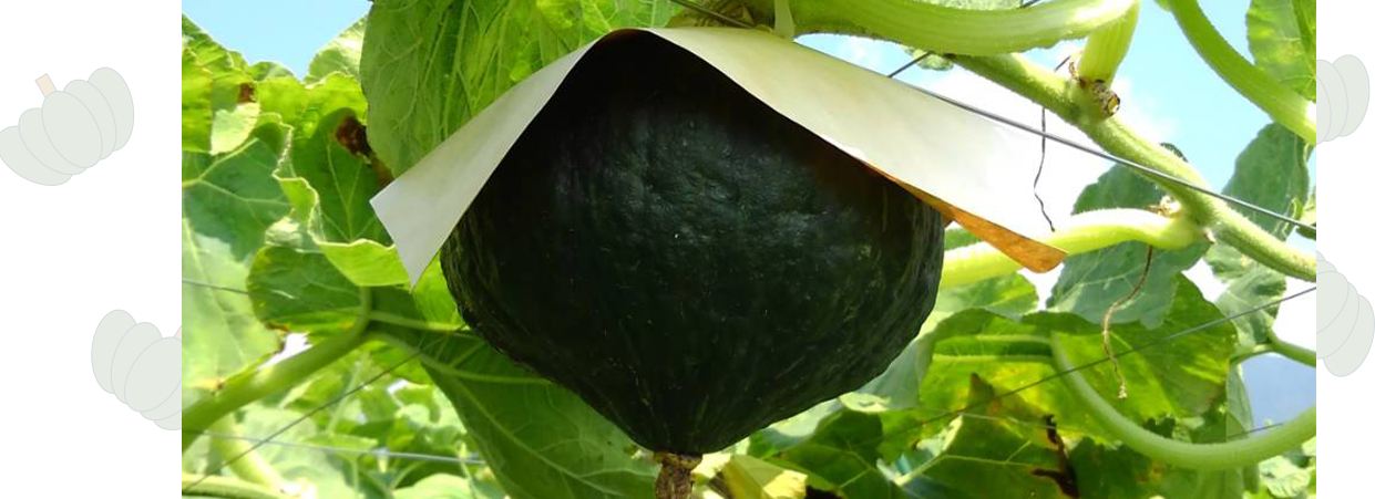 甲州天空かぼちゃ