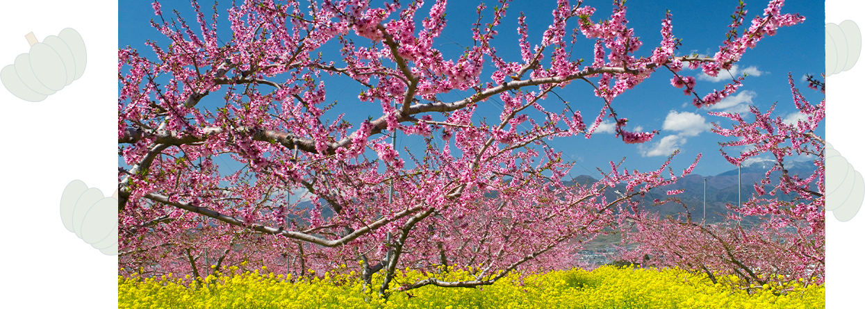 笛吹市の桃畑